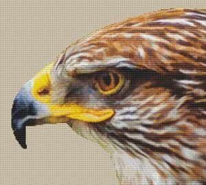 An eagle's head is shown against a beige background.
